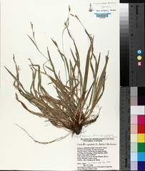 Carex laxiculmis copulata