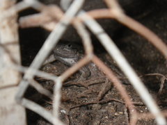 Sceloporus occidentalis