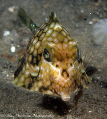Smallspine Turretfish photo 3
