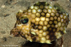 Smallspine Turretfish photo 4