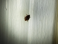 Orchestes steppensis