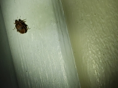 Orchestes steppensis