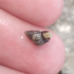Echinolittorina ziczac