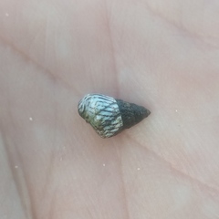 Echinolittorina ziczac
