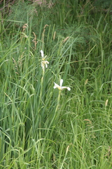Iris pseudonotha