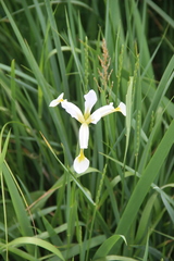 Iris pseudonotha