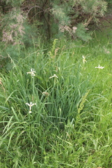 Iris pseudonotha