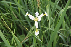 Iris pseudonotha