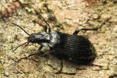 Melandrya dubia