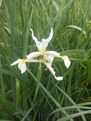 Iris pseudonotha