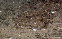 Pseudorhombus jenynsii