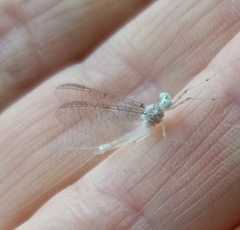 Maccaffertium modestum