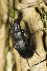 Melandrya dubia