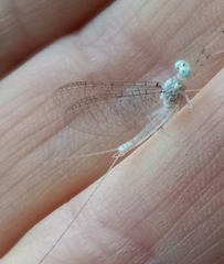 Maccaffertium modestum