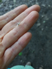 Maccaffertium modestum