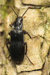 Melandrya dubia