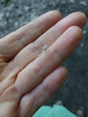 Maccaffertium modestum