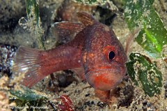 Vincentia novaehollandiae