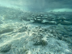 Mulloidichthys flavolineatus