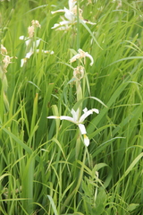 Iris pseudonotha