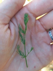 Seseli montanum