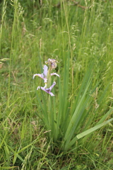 Iris pseudonotha
