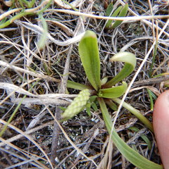 Plantago eriopoda