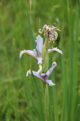 Iris pseudonotha