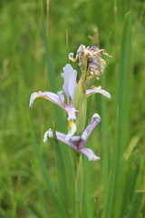 Iris pseudonotha