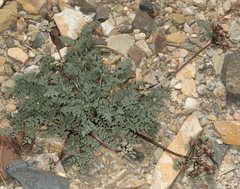 Cymopterus aboriginum