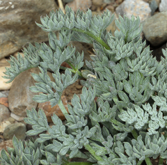 Cymopterus aboriginum