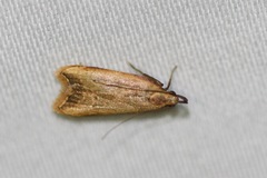 Dichomeris heriguronis