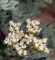 Cymopterus aboriginum