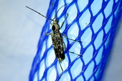 Sarosesthes fulminans