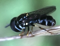 Brachycera