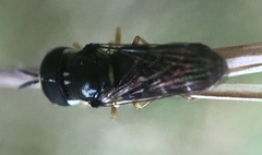 Brachycera