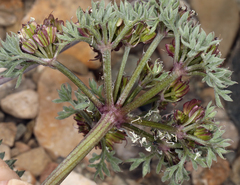 Cymopterus aboriginum