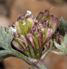 Cymopterus aboriginum