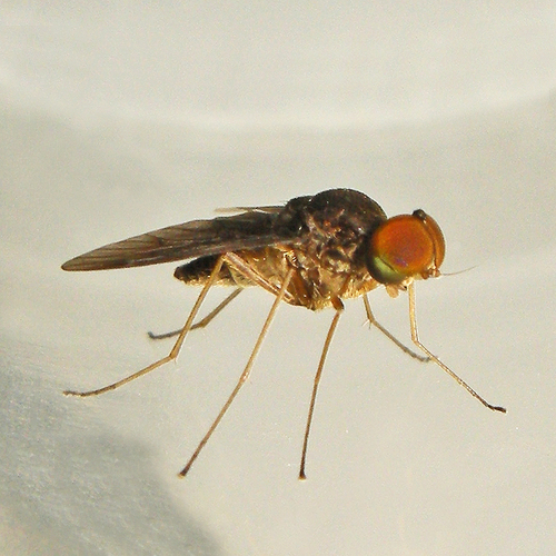 Quadrate Snipe Fly photo 5
