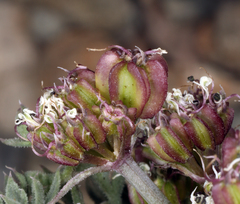 Cymopterus aboriginum