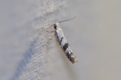 Argyresthia austerella