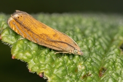 Lathronympha