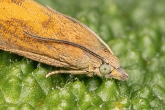 Lathronympha
