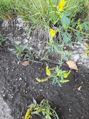 Melilotus officinalis