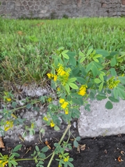 Melilotus officinalis