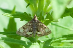 Pyrausta orphisalis