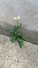 Erigeron philadelphicus