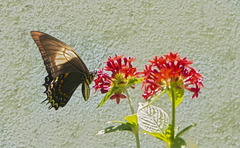 Heraclides androgeus epidaurus
