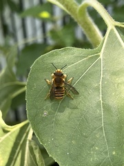 Megachile albitarsis