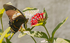 Heraclides androgeus epidaurus